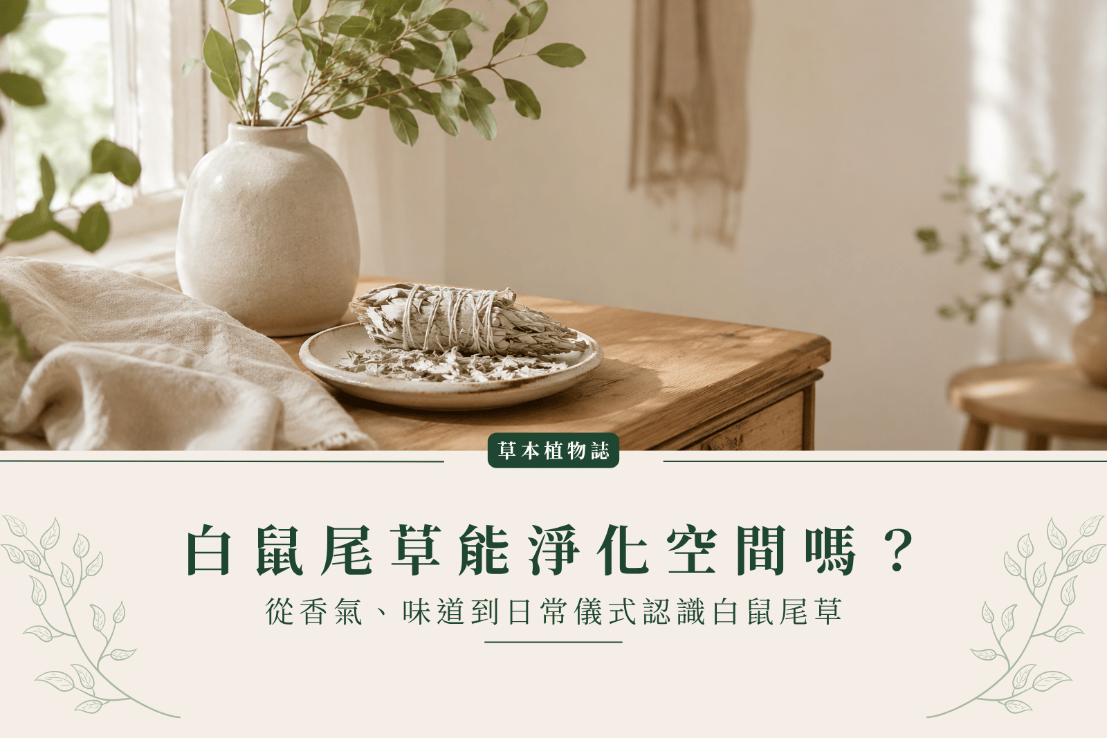 白鼠尾草能淨化空間嗎？從香氣、味道到日常儀式認識白鼠尾草